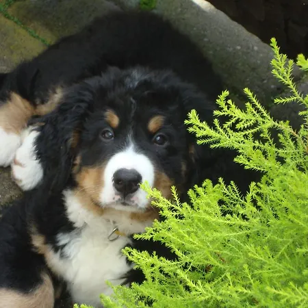 Bergschloesschen Ξενοδοχείο 3*