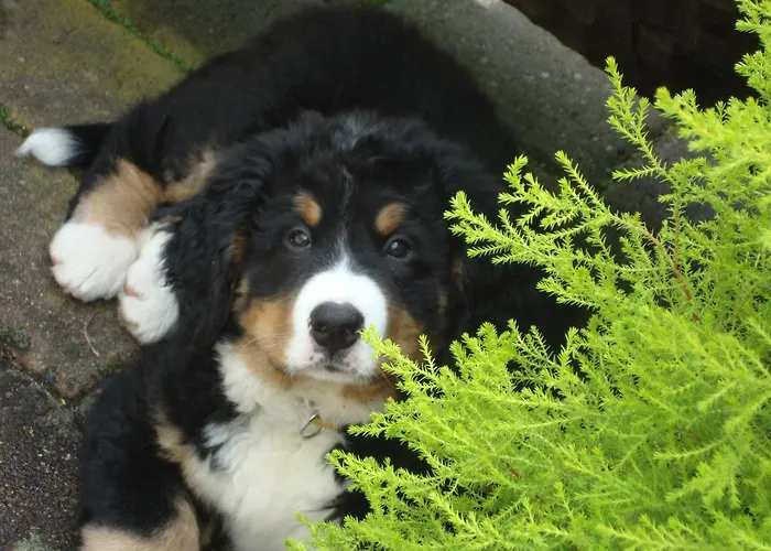 Bergschlößchen Hotel 3*